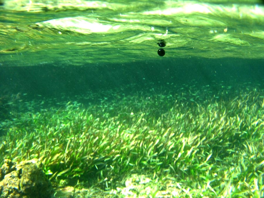 GAMA y las Emergencias Ambientales Marinas